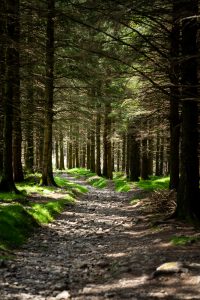 Glendalough, Scott Mathieson Photography